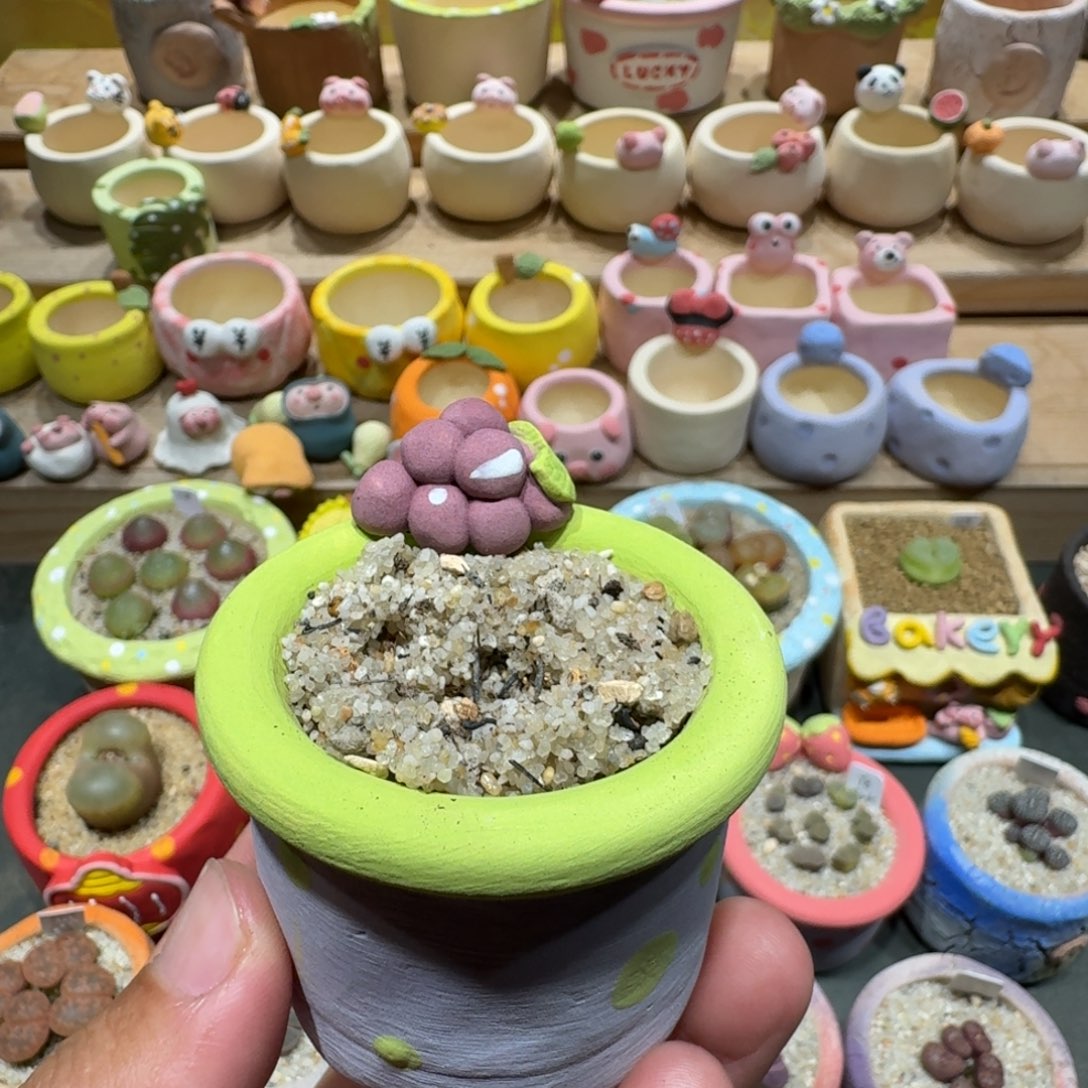 煮***茶蘑菇1492花盆花盆花盆