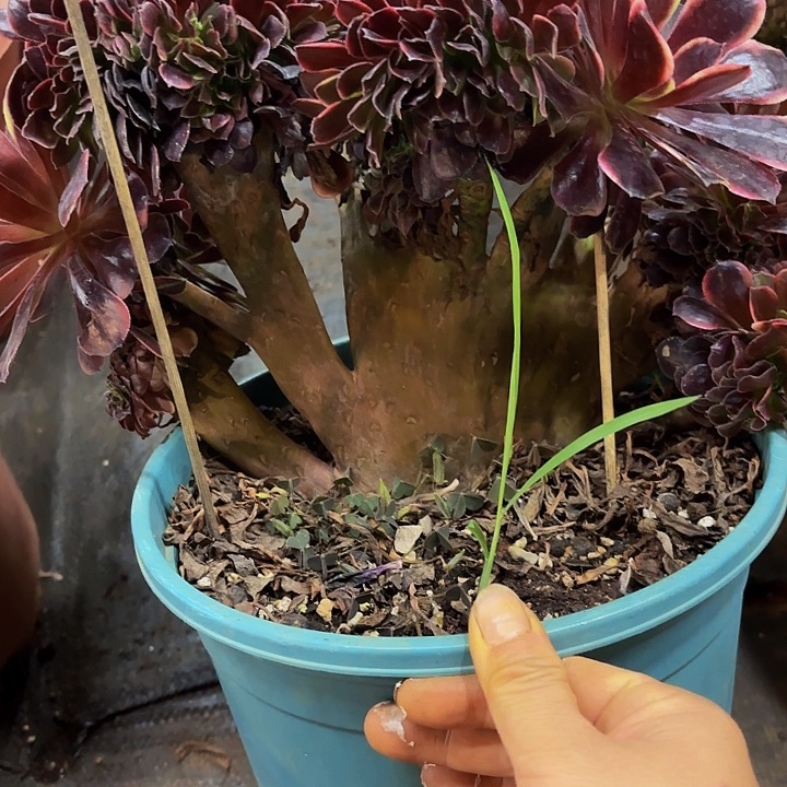 多肉植物福利909个