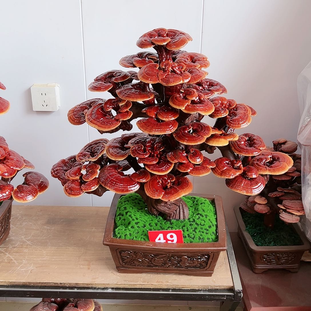 【闪购商品】无花朵