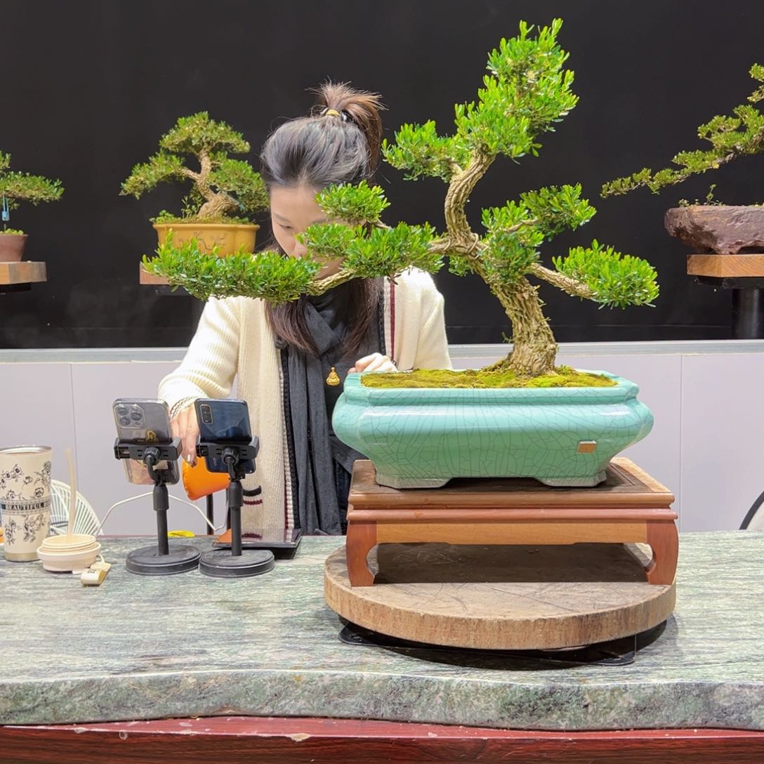 盆景盆景老字号的