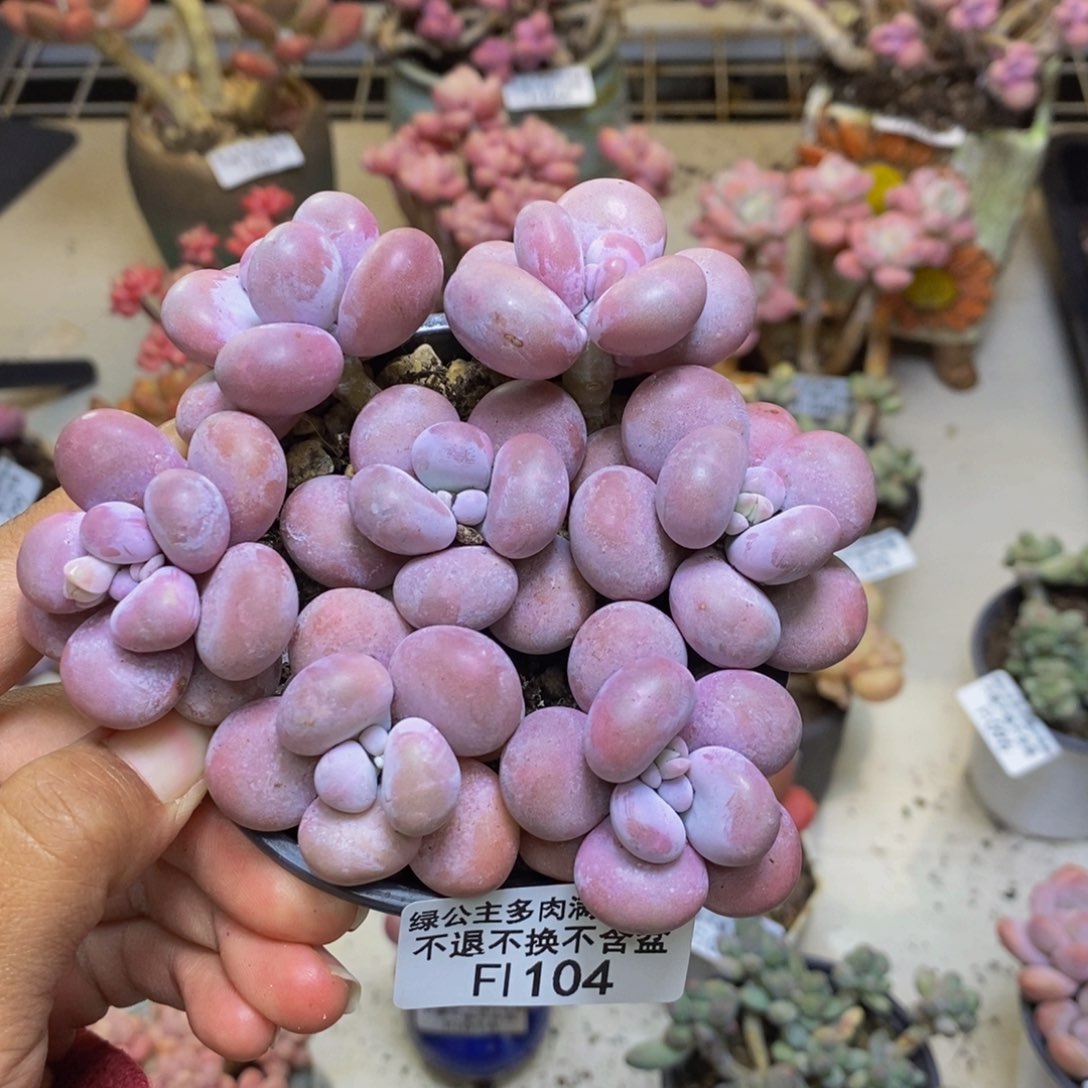 104芭比奶多肉散