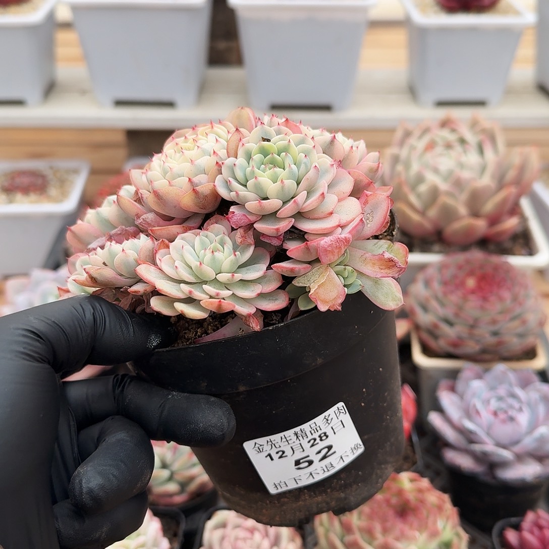 1228-52吉莲锦群生