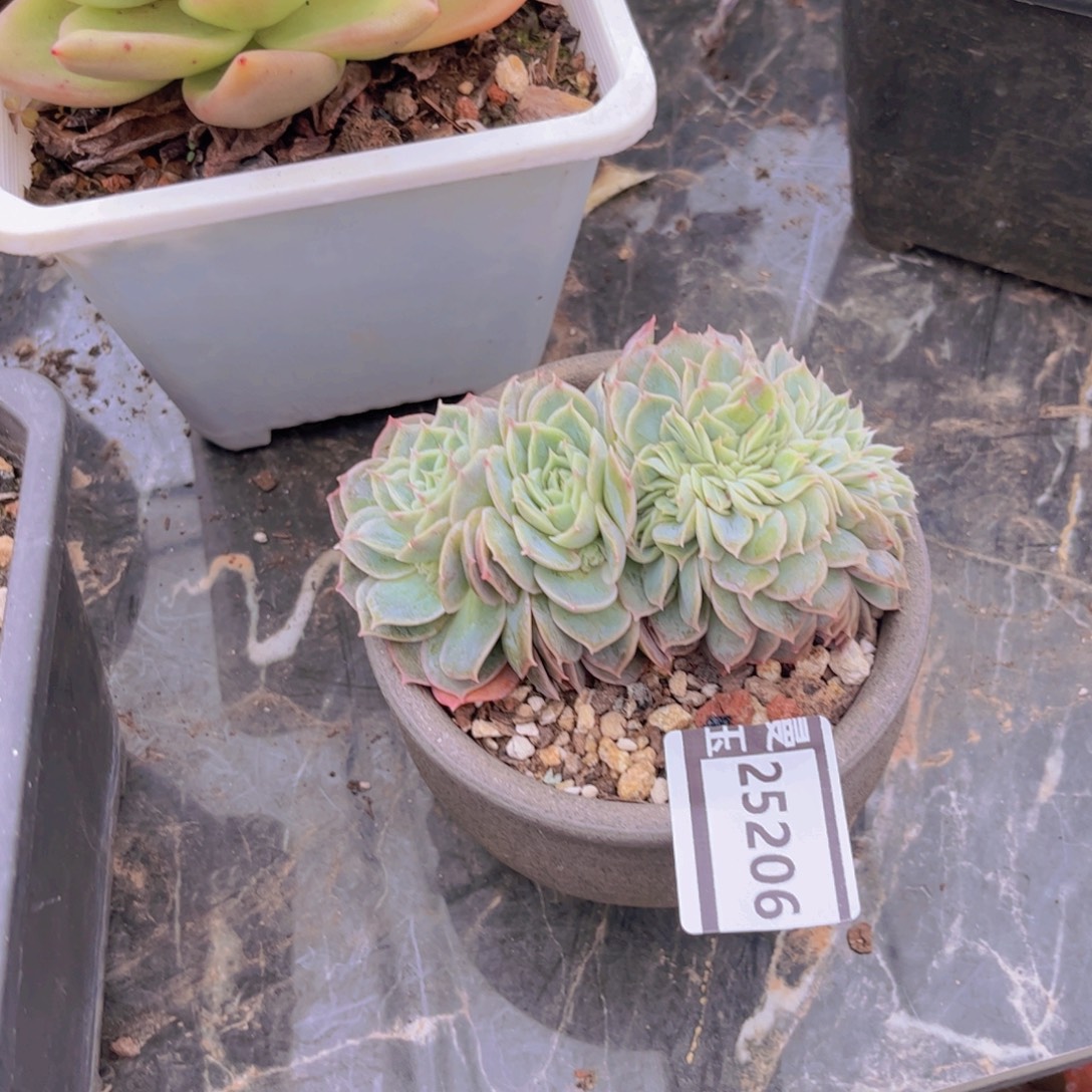 昂斯洛缀多肉植物25206