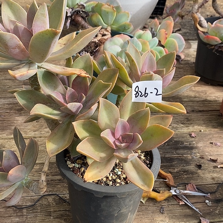 豪***贝多肉植物太妃糖826-2