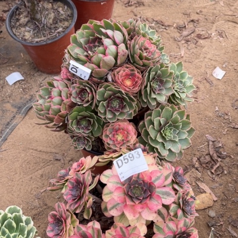 四***妹多肉植物花妖雨荷