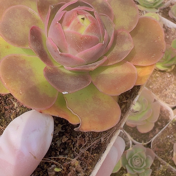 山地玫瑰多肉植物24