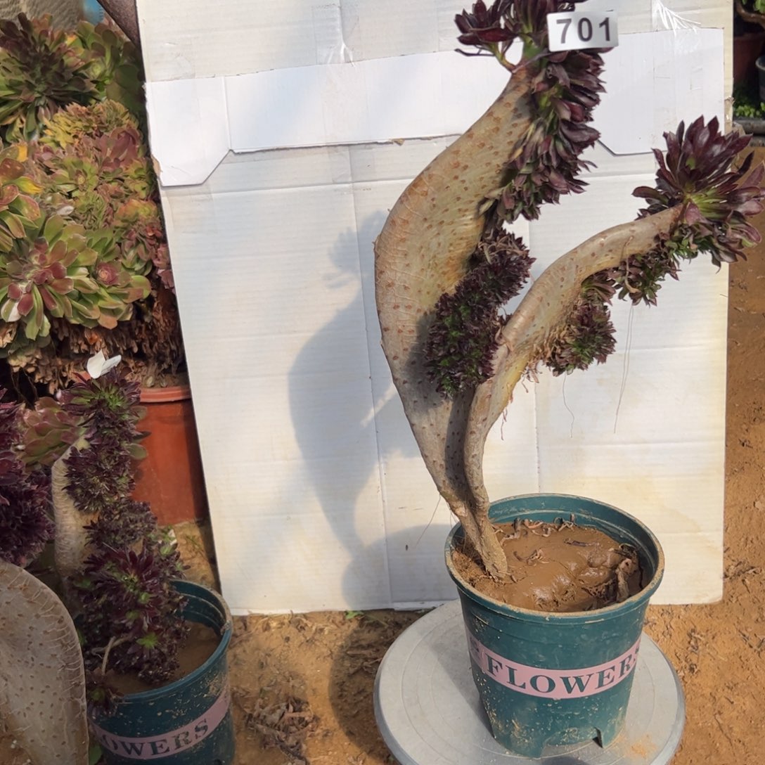 黑缀701一颗啦啦啦