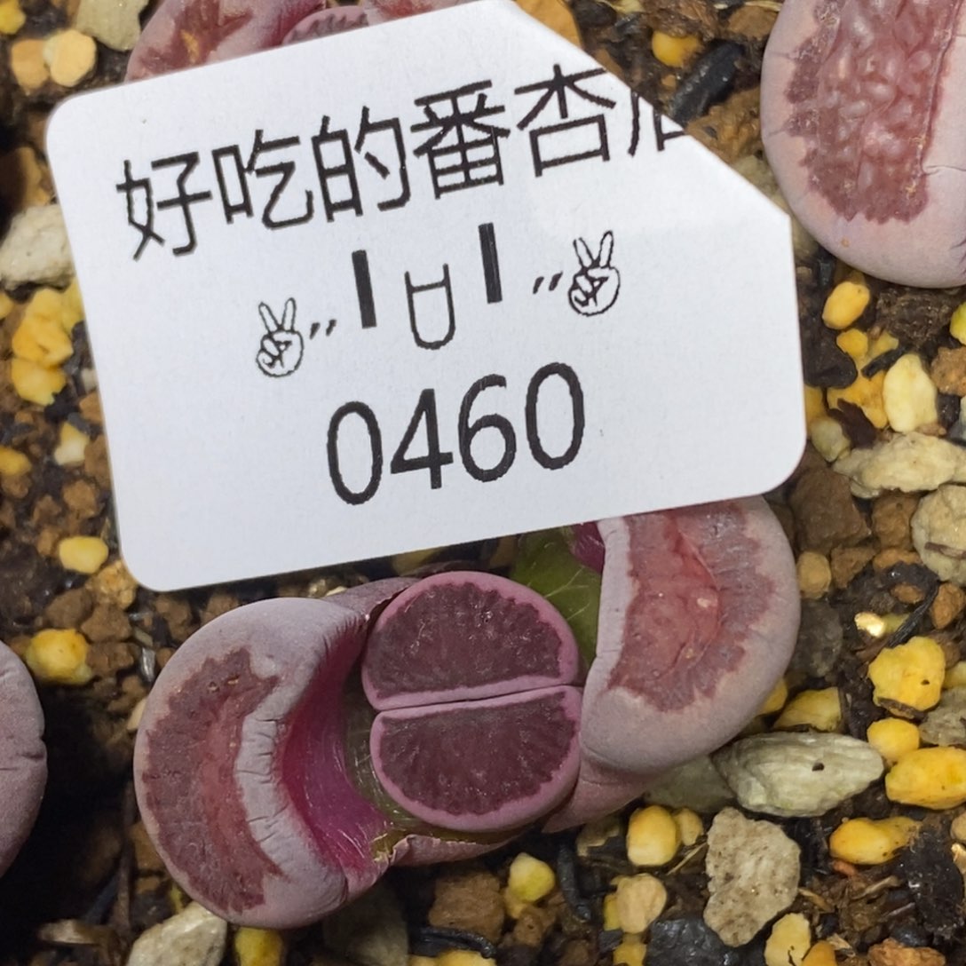 0460。零下拍保温。