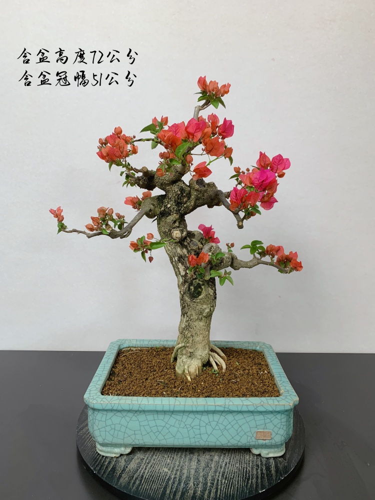 同安红三角梅年功枝爪精品老桩盆景