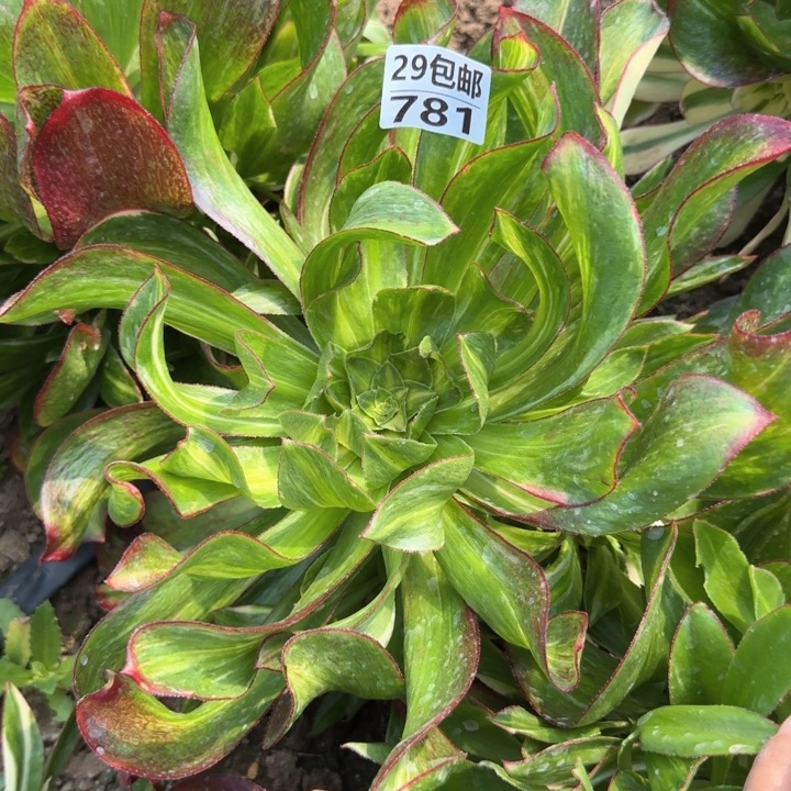 魅影七彩，多肉植物……