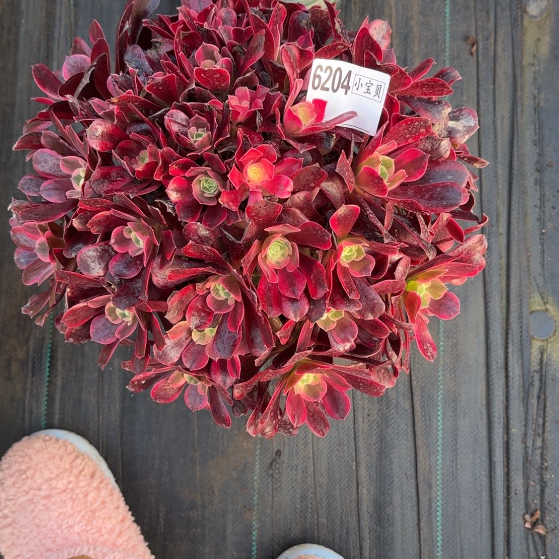 飘****凤冠多肉多肉6204多肉多肉