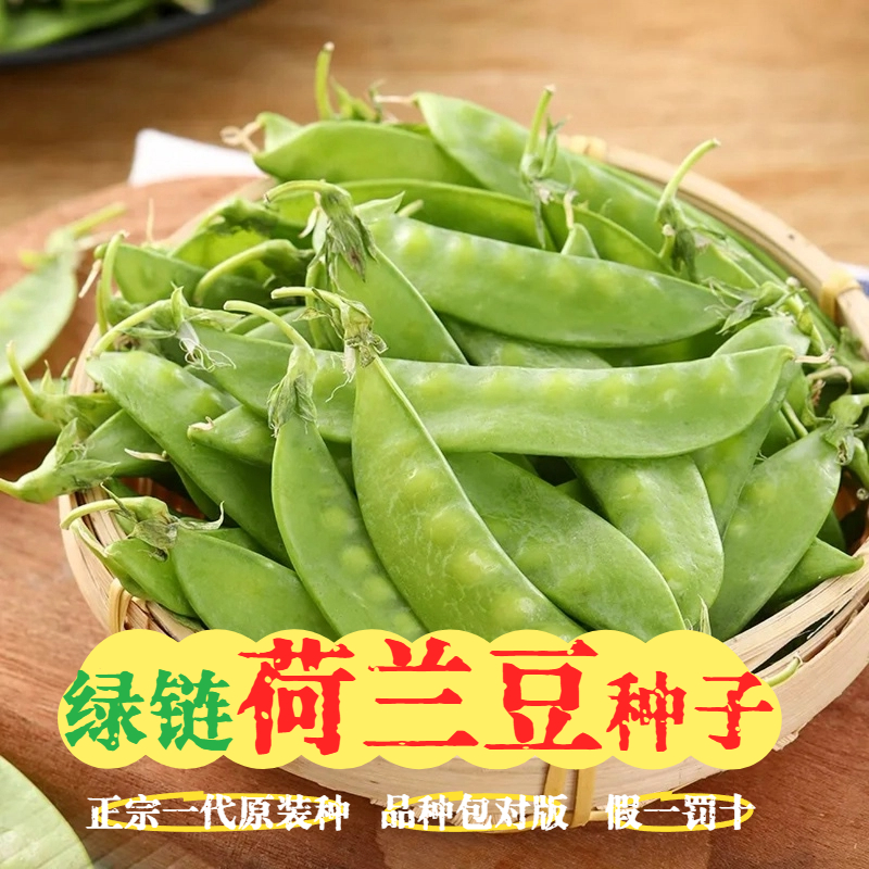 【荷兰豆种子】豌豆苗四季甜蔬菜豌豆种籽孑籽种莱蚕豆菜籽尖碗豆