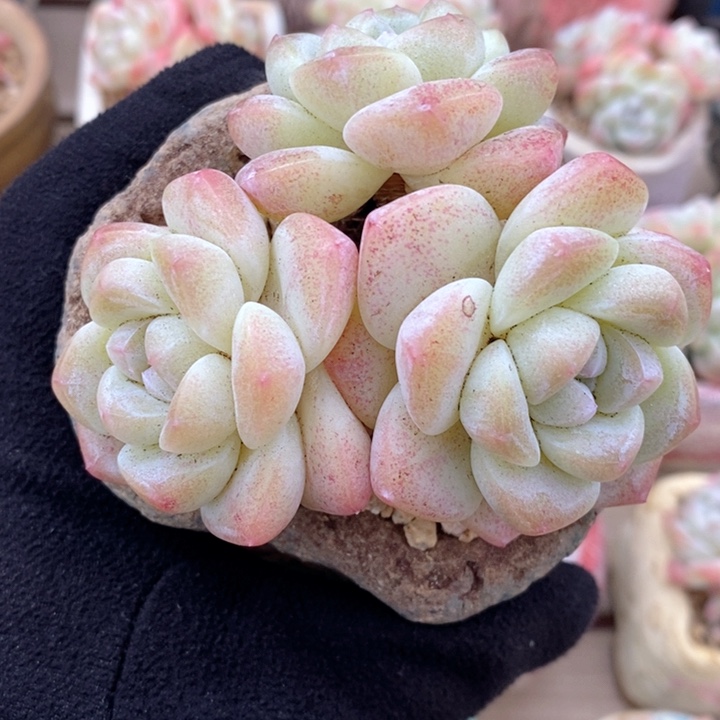 冰玉 韩货精品666