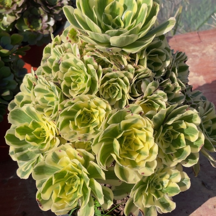 淳*624迈巴赫精品法师多肉