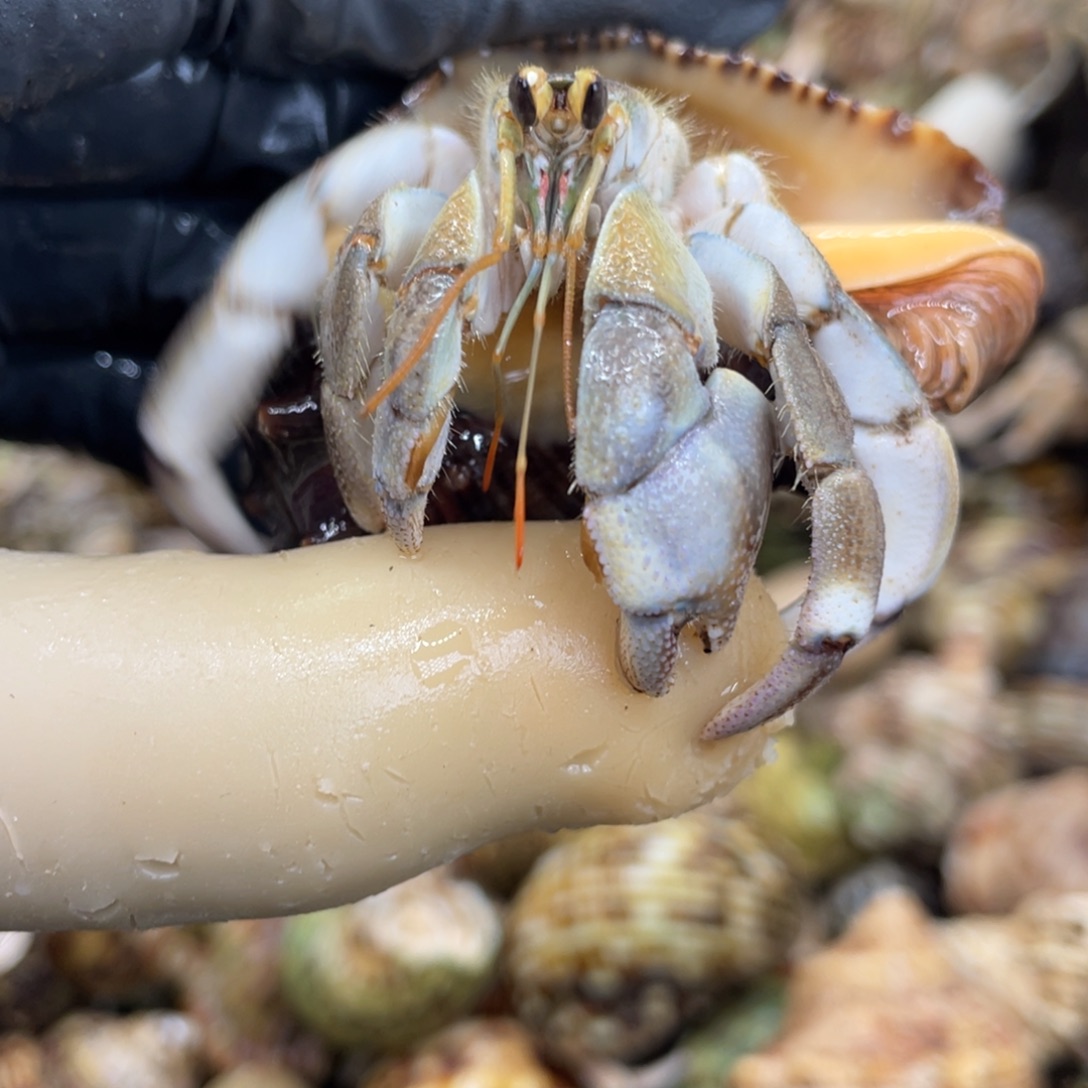 不退不换活体宠物51