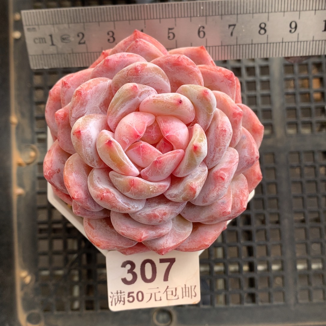 207。糖心星影橙。   