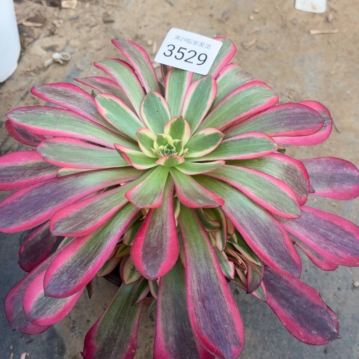 美杜莎多肉法师3529