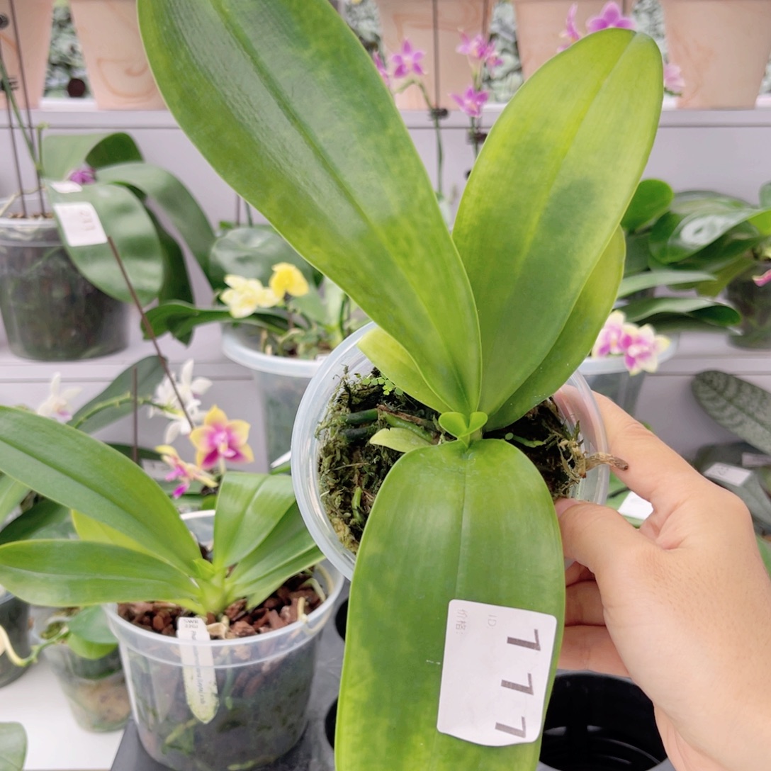 完全开放117红路德