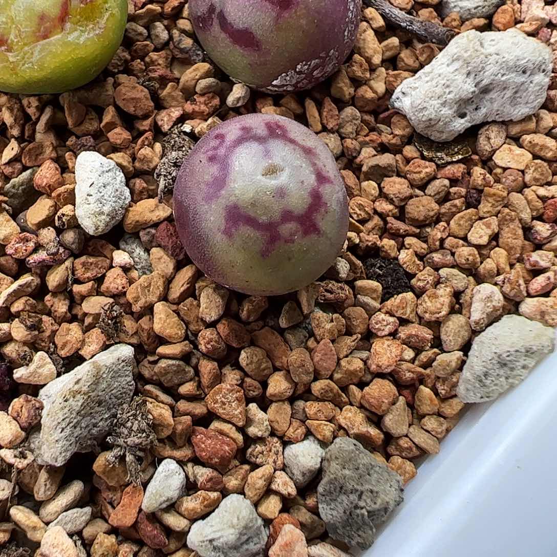 毛杂一颗包邮……………………