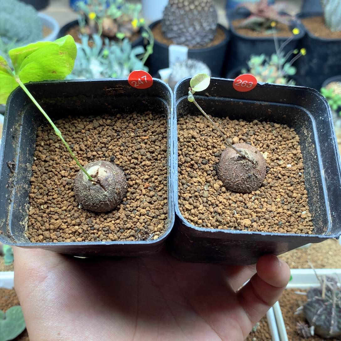 南非龟甲龙带盆发货