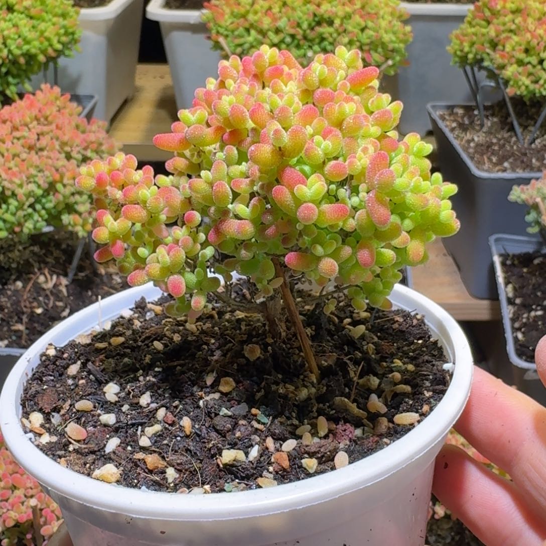 蜜橘糖球枝干番杏425