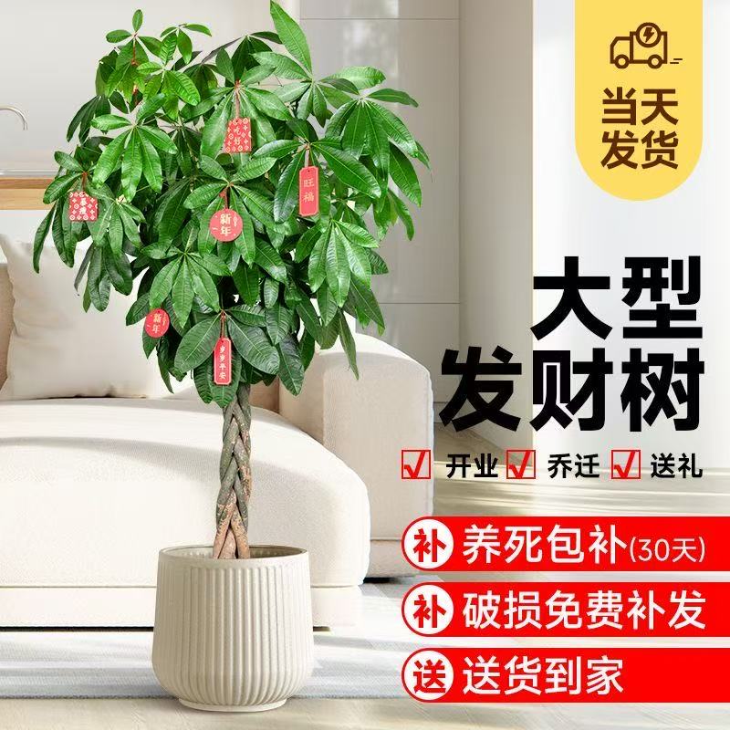辫子款发财树大型绿植室内好养耐活招财树办公室花卉吸甲醛大盆栽