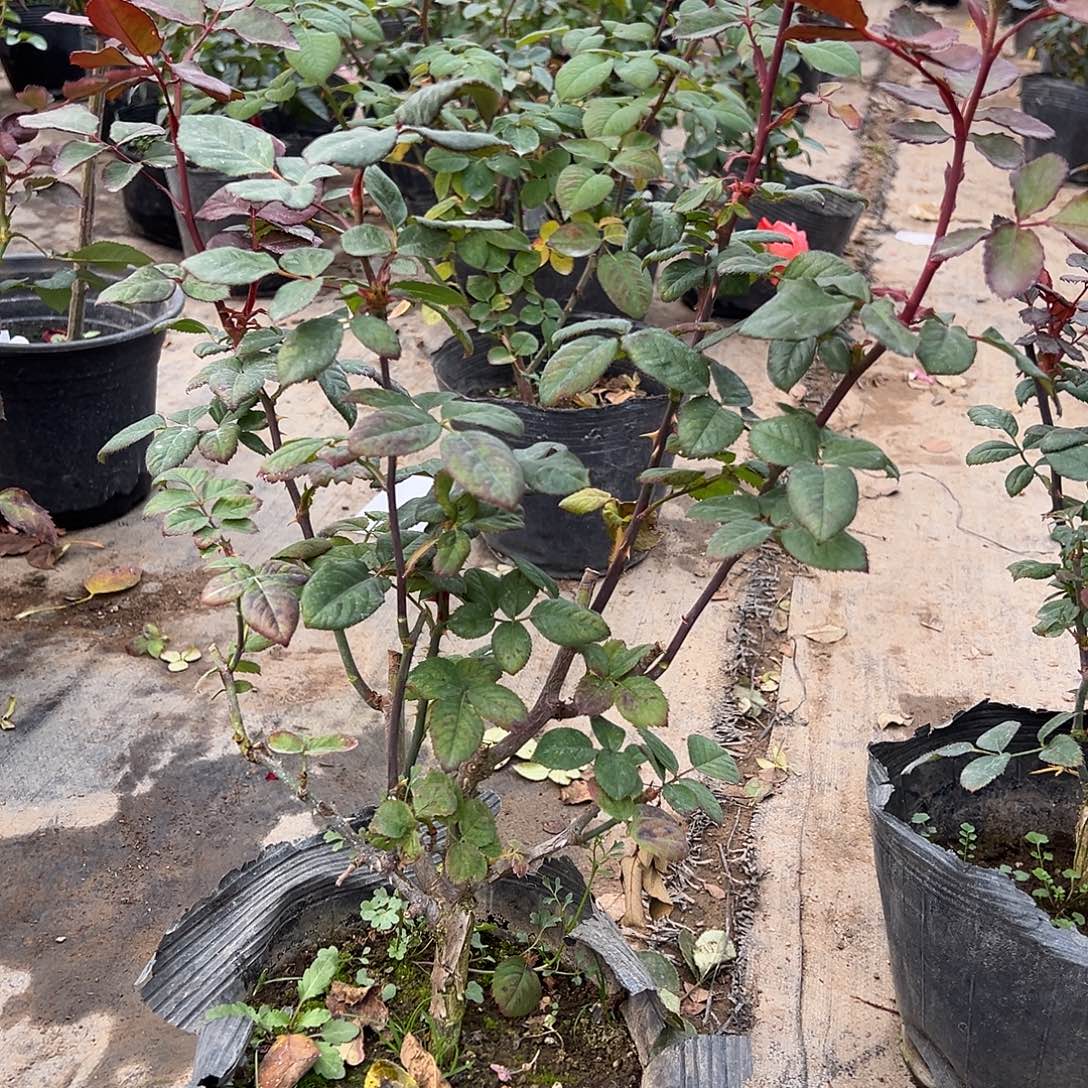 当前无花栽培后可以开花