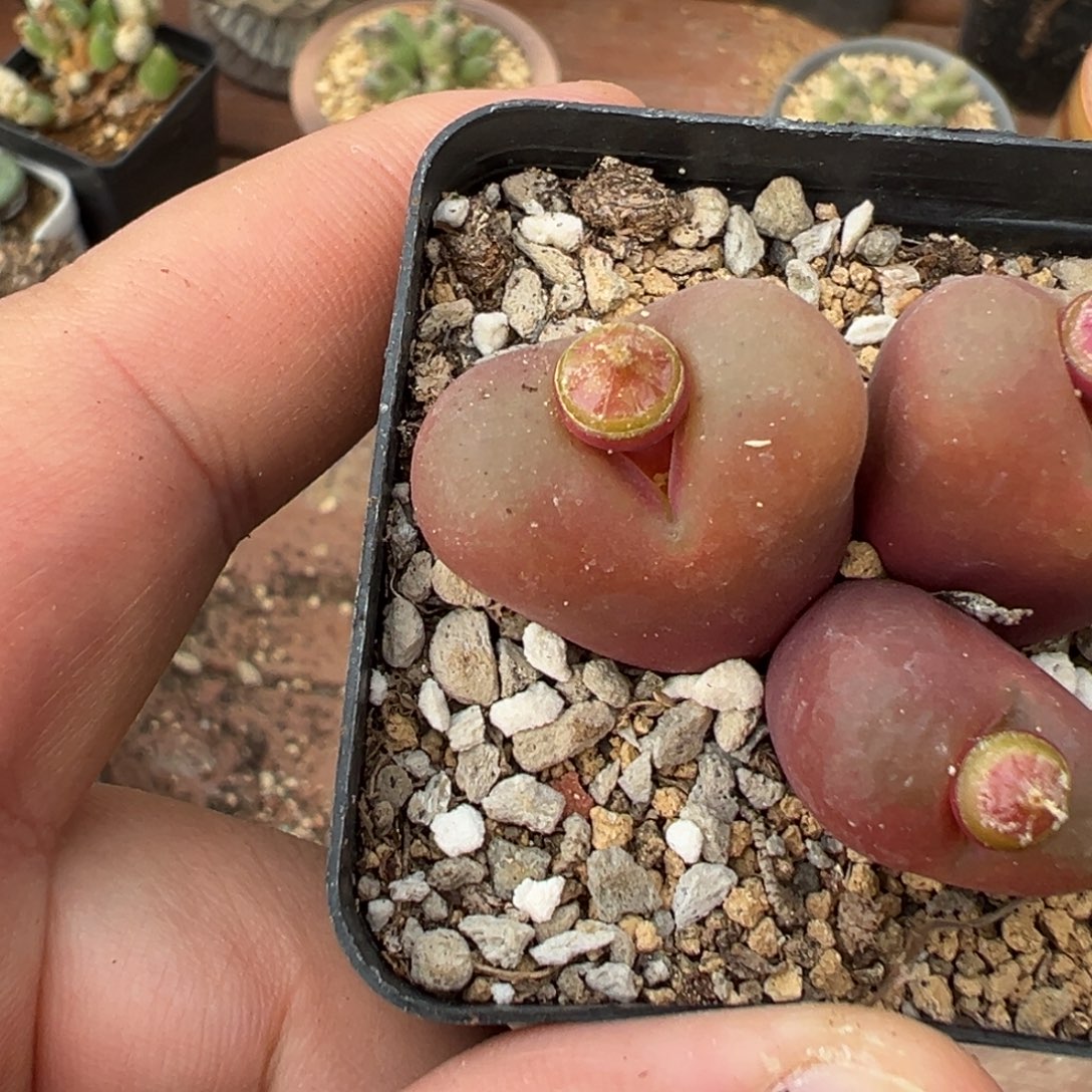 乔****8-43肉锥多肉植物