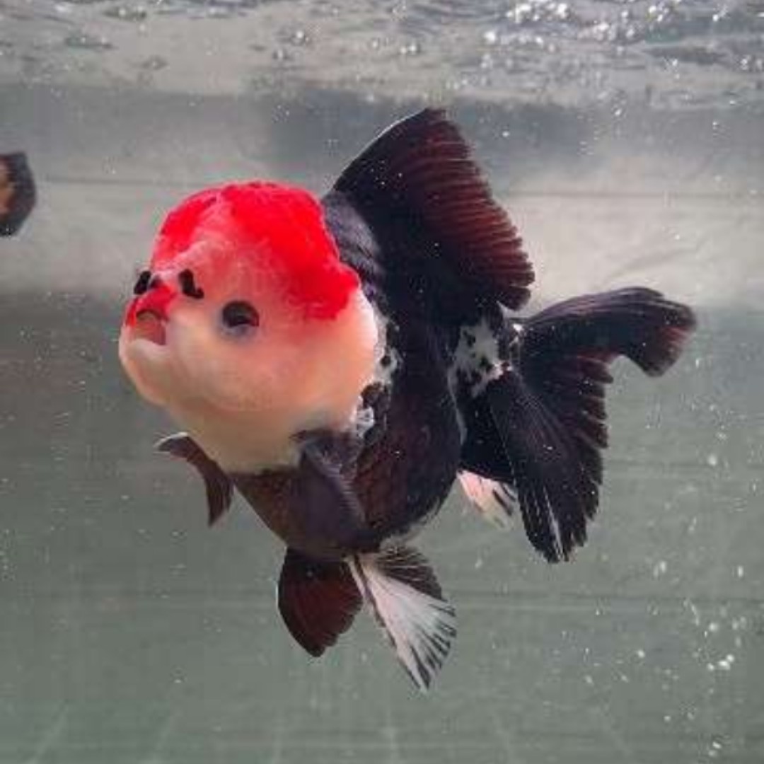 精品玛丽泰狮金鱼冷水观赏鱼耐活好养，直播链接