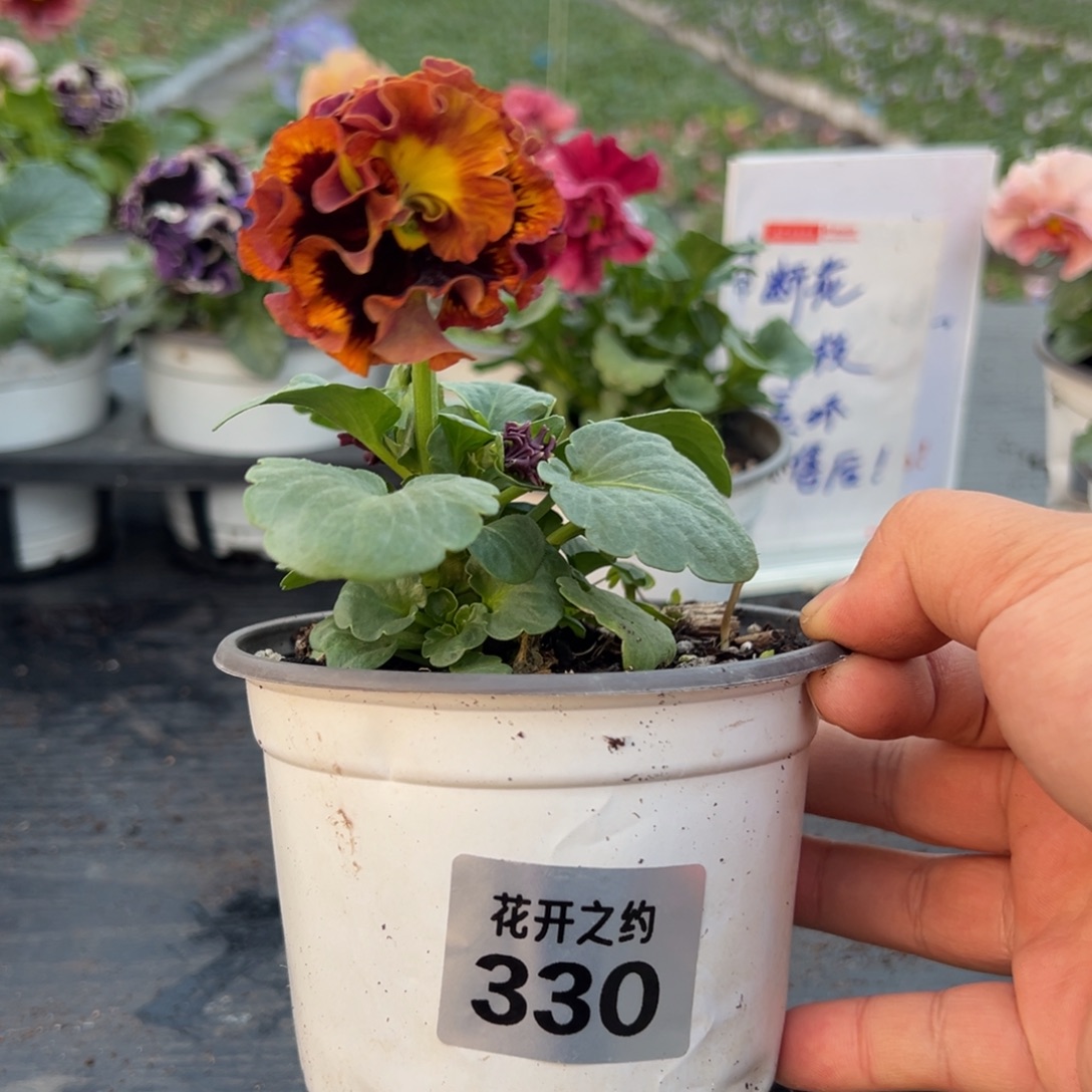 少量花朵（建议范围：2朵-5朵 或40%以下）330号