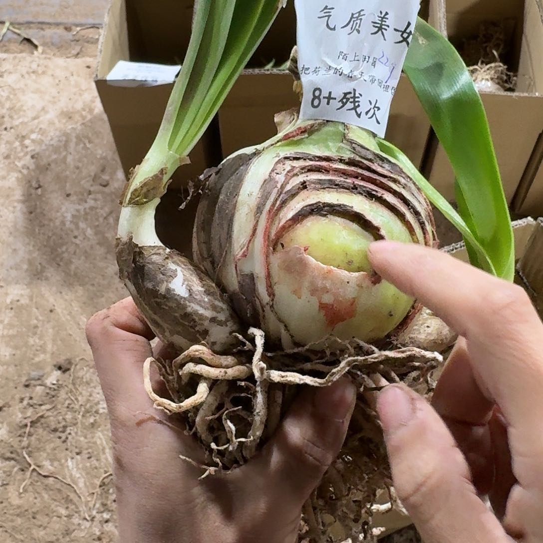 气质美女8+残次发发发