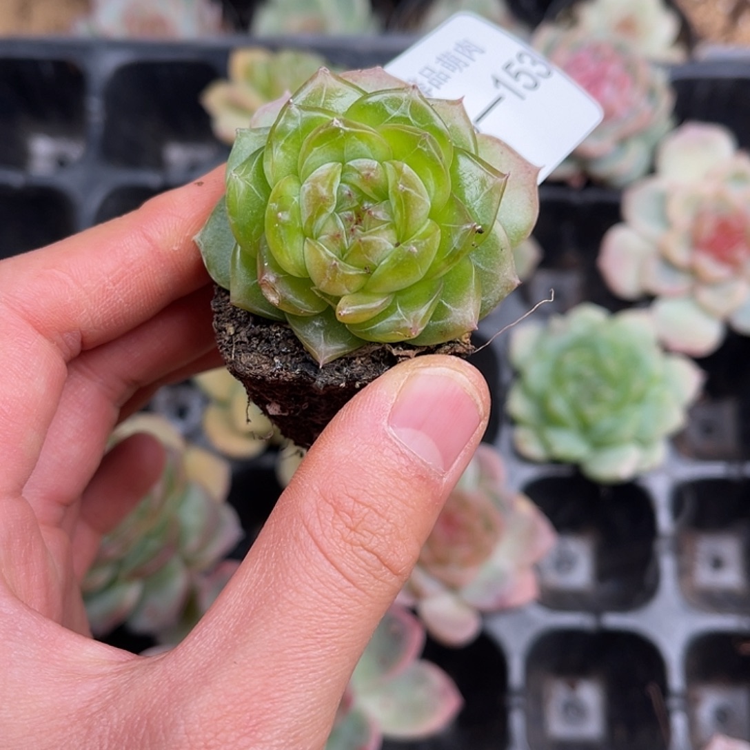 多肉一物一拍26-153