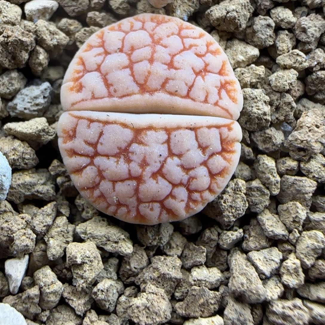 463 生石花大棚直播