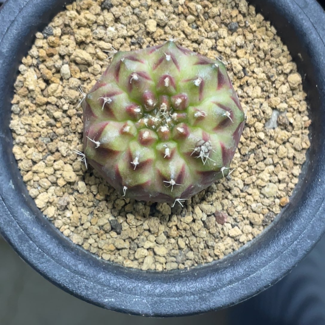 当前无花朵，栽培后可花朵黑珍珠轮回