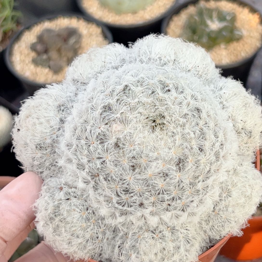 实生 白星仙人球