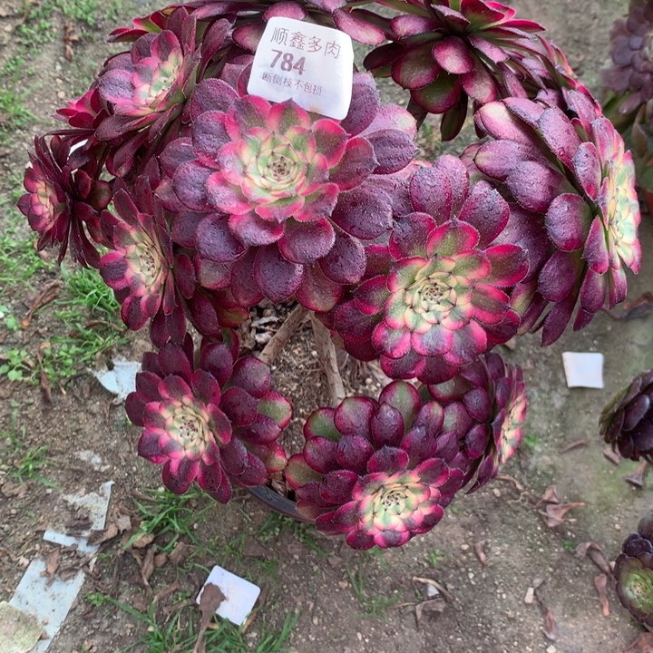 1303红腹轮多肉植物