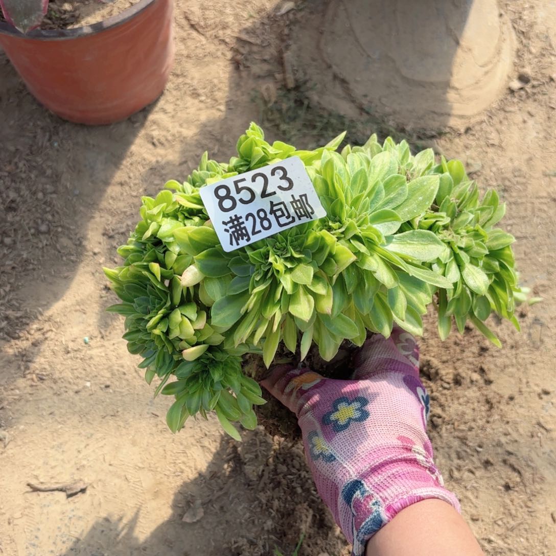 B. 8523中班拉丝缀多肉