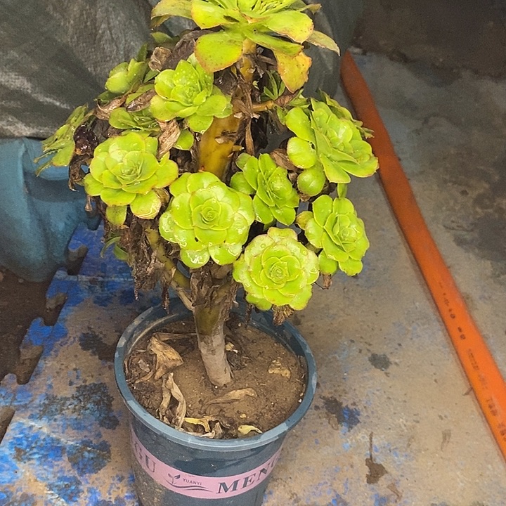 君美丽6多肉植物法师法师法师