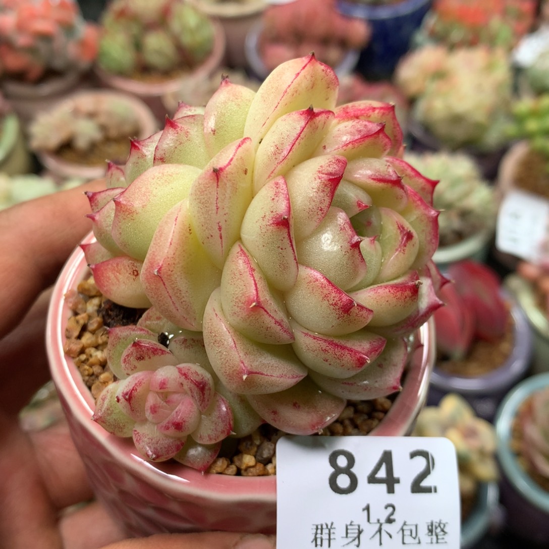 精控拇指盆1.2842