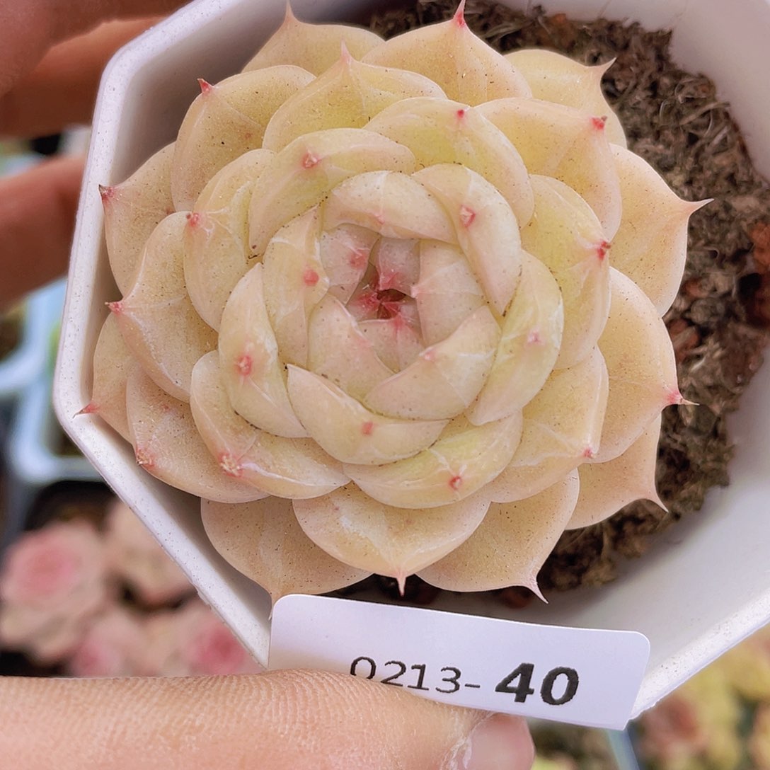 000000000000040量拍