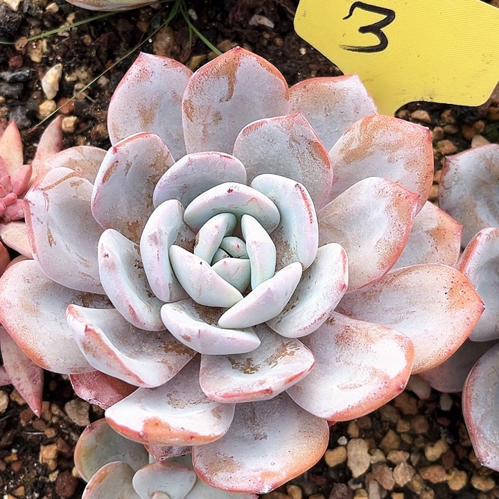 奶茶3号码牌子的话题了解