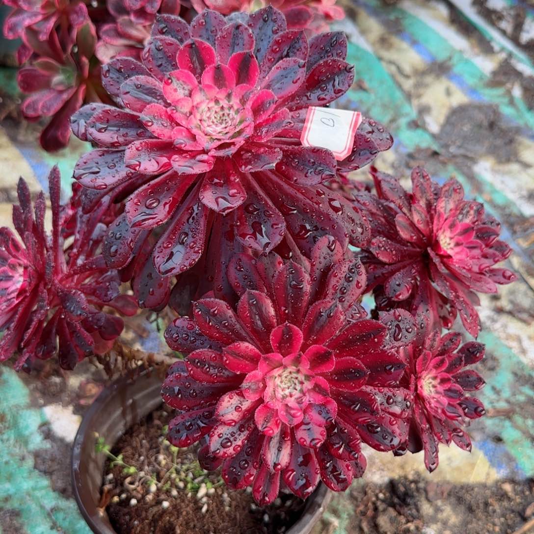 黑瞳白法师多肉10