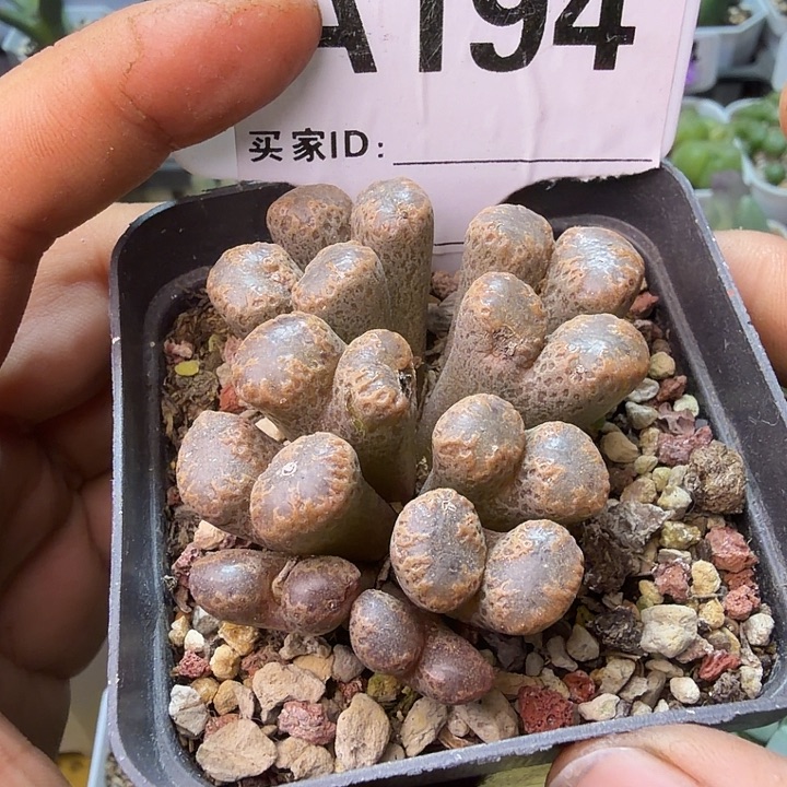 194。满38包邮肉锥