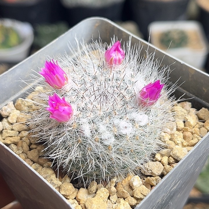 雪猿玉翁实生球3.7公分