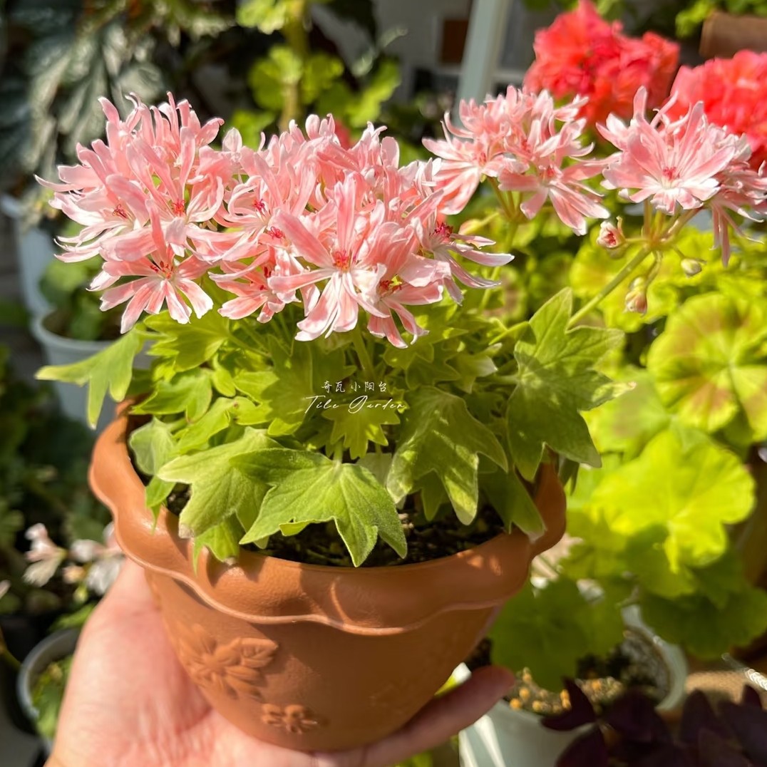 【金色裙边】枫叶天竺葵（零下拍保温冻坏不售后）