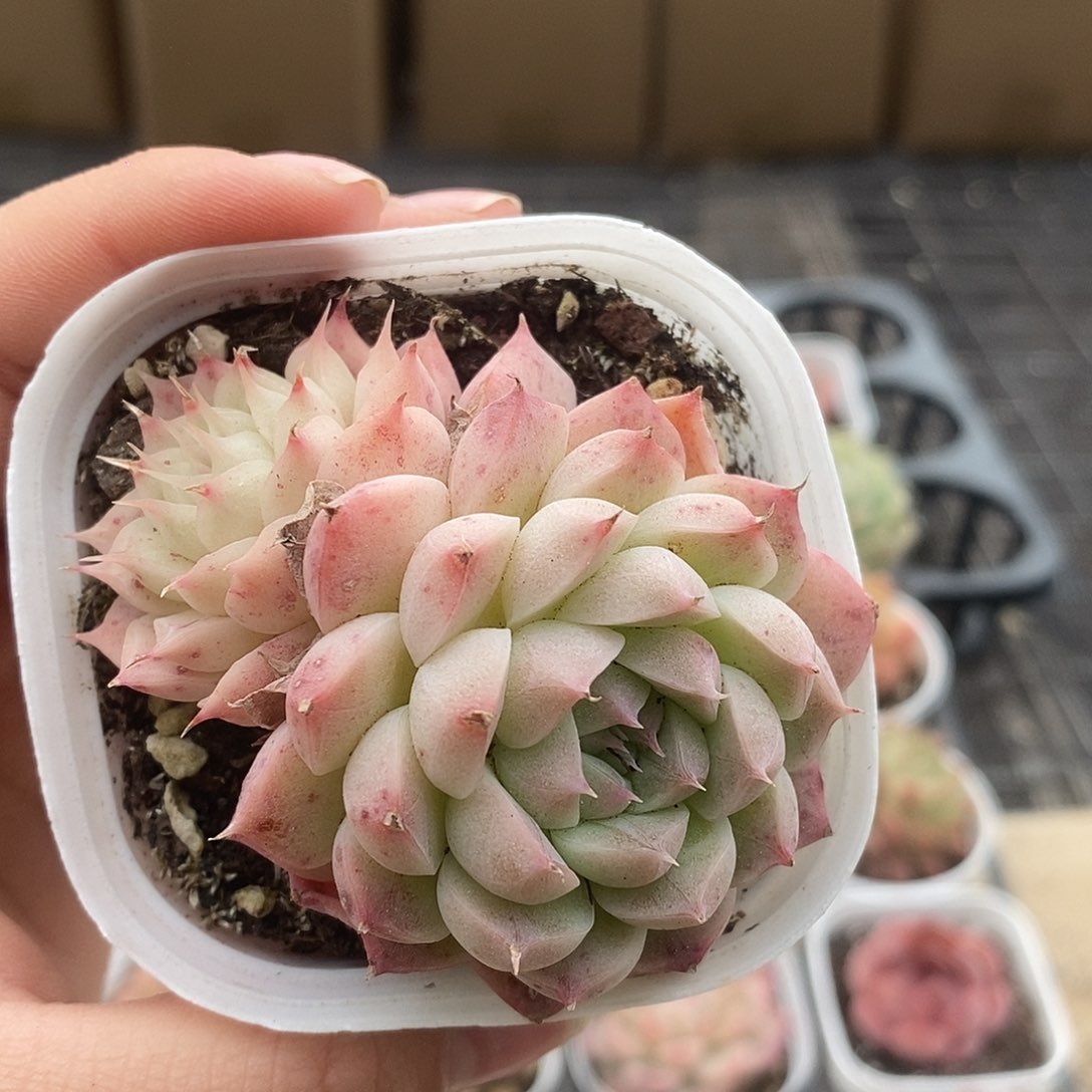 可爱肉肉喜欢拍116