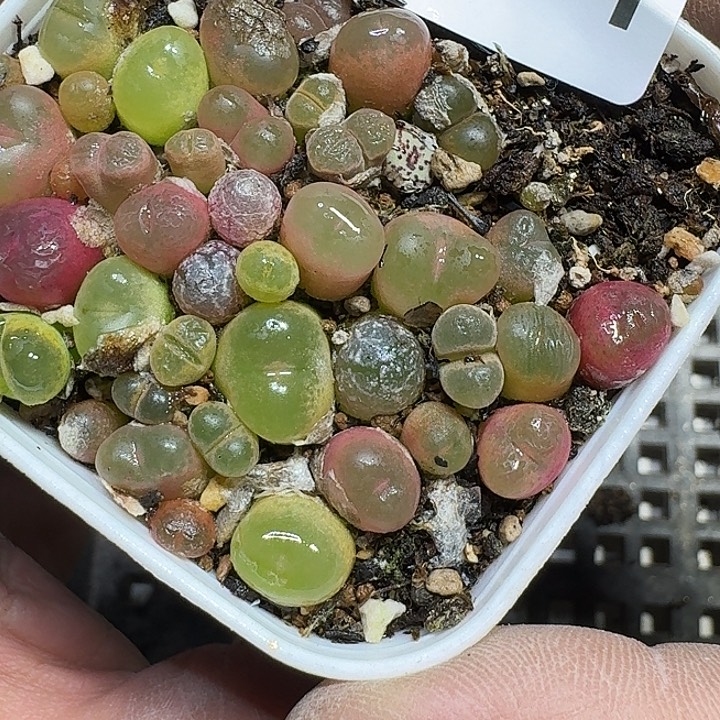 371 多肉植物多肉植物