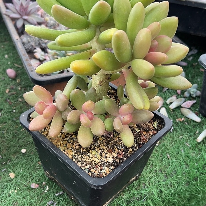 芒果奶群生多头多肉