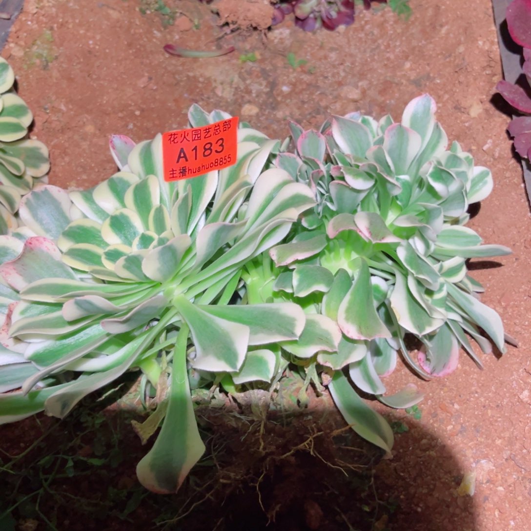 绿豆沙缀183多肉植物