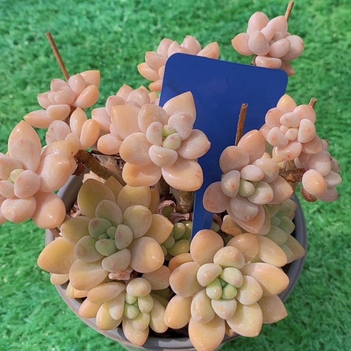 多肉植物，开心多肉